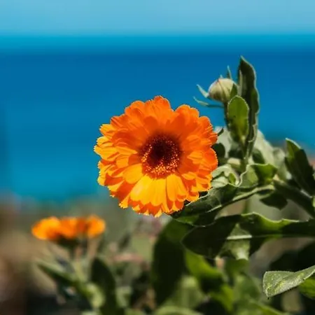 Шале Guestready - Magical Refuge In Madeira Сейшал