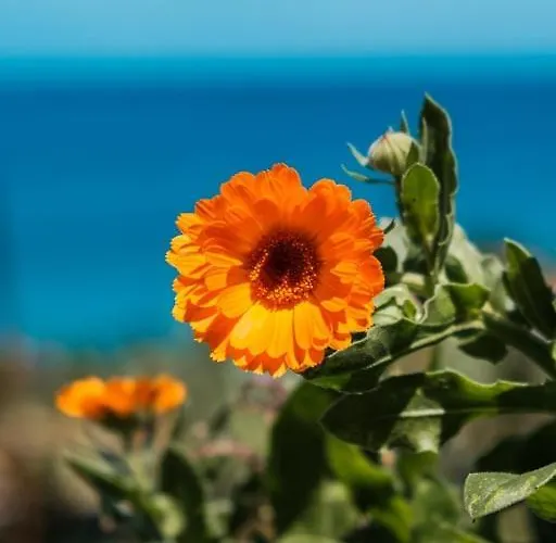 Chalet Guestready - Magical Refuge In Madeira Seixal (Madeira)